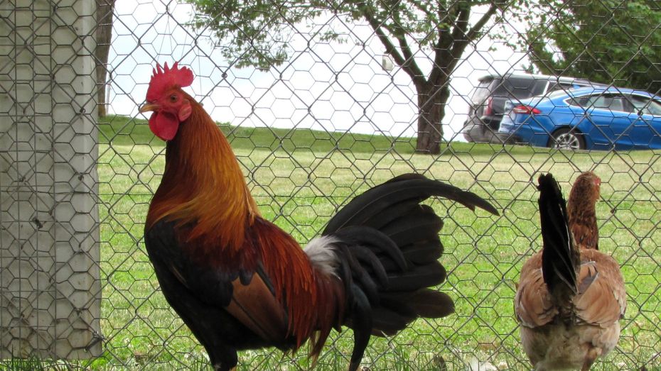 Assessing a Fighting Rooster's Quality