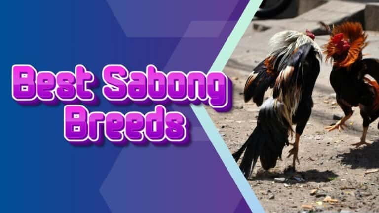 PH Sabong Best Sabong Breeds – Top Choices