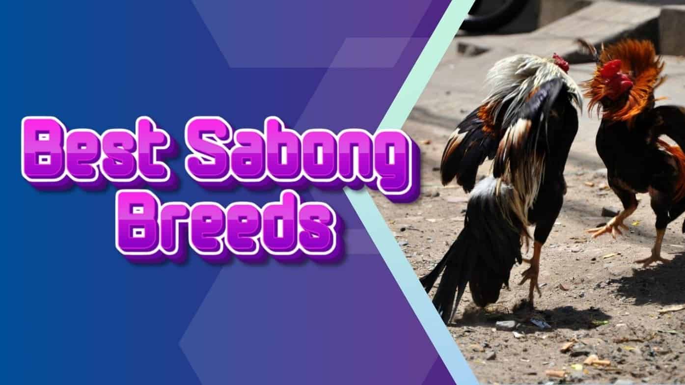 Best Sabong Breeds