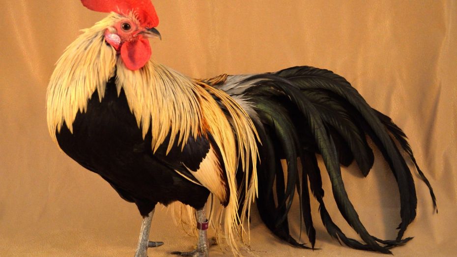 Characteristics and Features of Phoenix Chickens