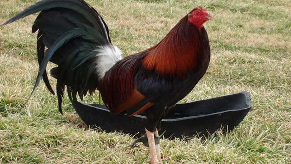 Claret Gamefowl in the Spotlight_ Appearance and Breeding