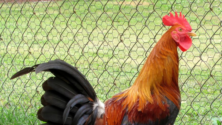 Defining Characteristics of Cornish Chickens