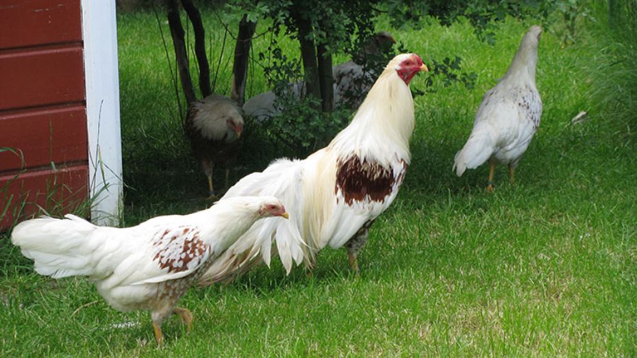 Distinctive Traits of Yokohama Chickens