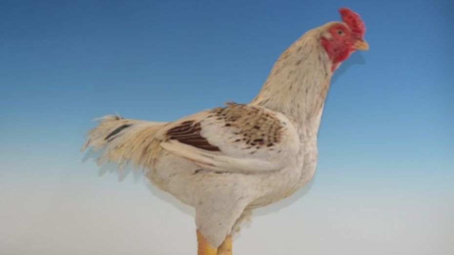 Future of Cornish Chickens in Breeding