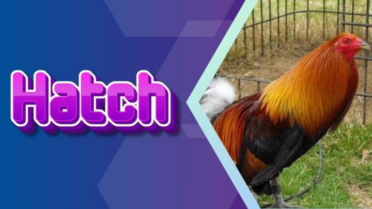 PH Sabong | Hatch Gamefowls – Prime Fighting Breed