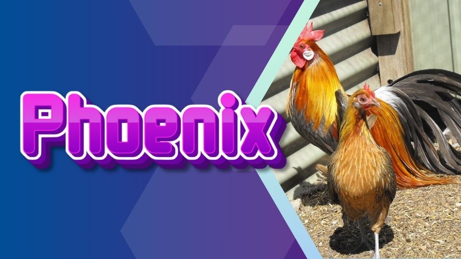 Phoenix Chickens