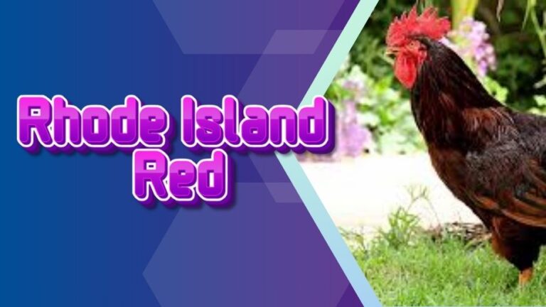 Rhode Island Red – Strong and Agile Breed