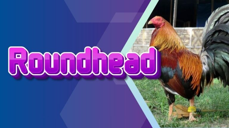 Roundhead Gamefowls – Premier Fighting Breed