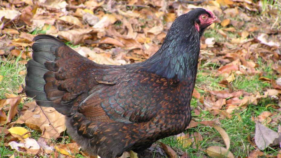The Role of Cornish Chickens in the Poultry Industry