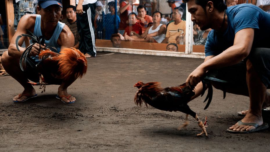 Understanding PH Sabong_ The Online Cockfighting Landscape