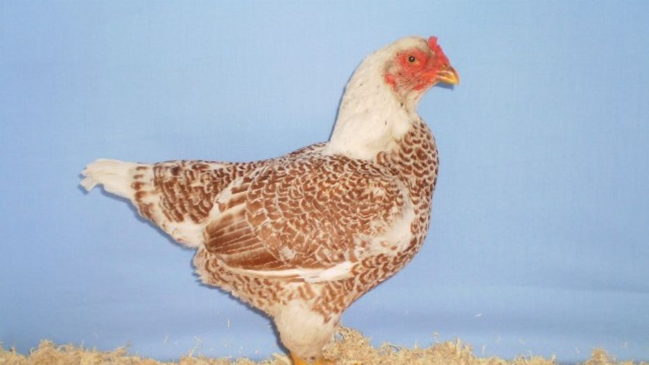 Why Cornish Chickens Aren't Suited for Cockfighting