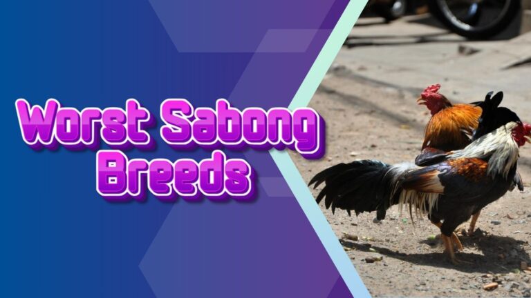 PH Sabong Worst Sabong Breeds – Breeds to Avoid