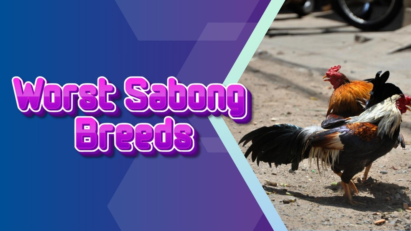 Worst Sabong Breeds