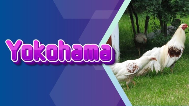 Yokohama Chickens – Elegant and Unique Breed