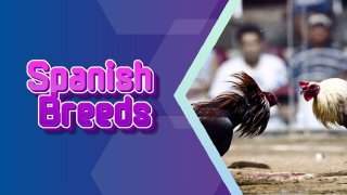 Spanish Breeds