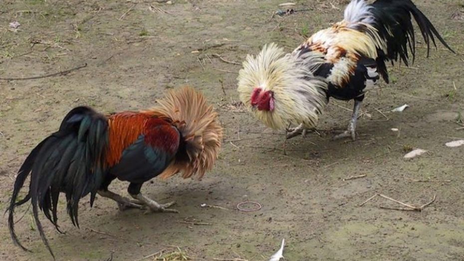 Why Attend the World Gamefowl Expo